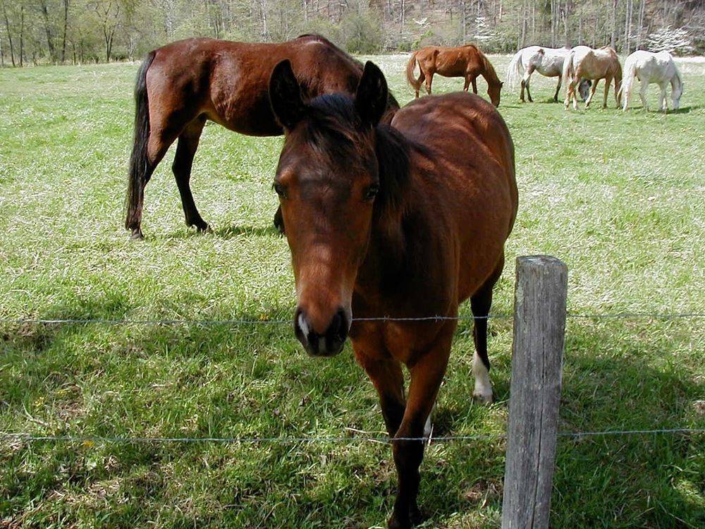 Pisgah View Ranch Hotel Candler ภายนอก รูปภาพ